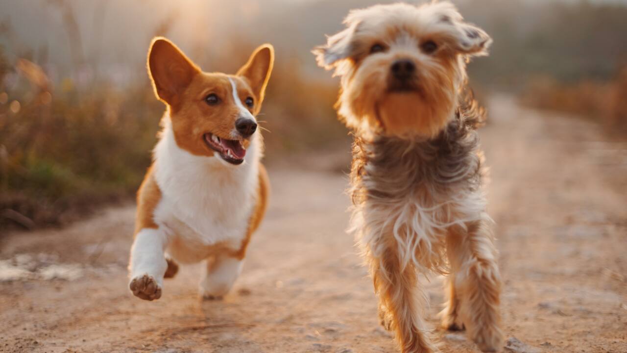 National Pet Day: New pet policies implemented in Indian cities promote responsible ownership and coexistence National Pet Day: New pet policies implemented in Indian cities promote responsible ownership and coexistence
