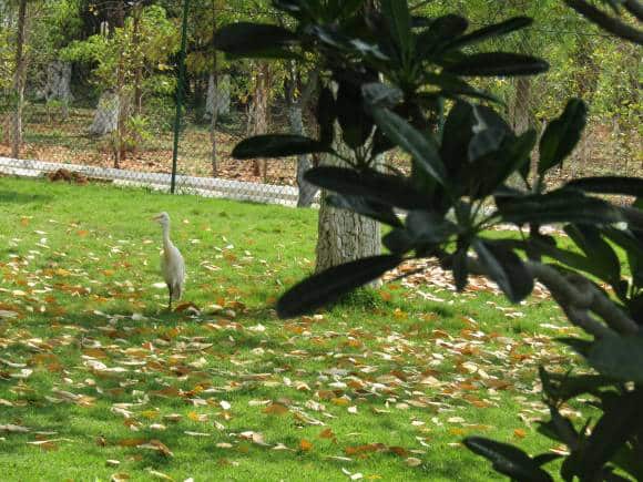 A crane at Nakshatra Garden, Rashtrapati Nilayam. (Photo by Aruna Chandaraju)