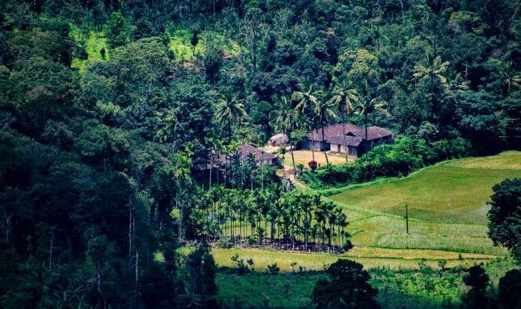 Coorg, Karnataka.(Photo: Deepak Srinivasan via Unsplash)