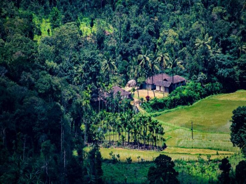 Coorg, Karnataka. (Photo: Deepak Srinivasan via Unsplash)