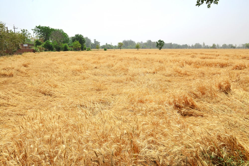 MC Explains: How nano urea can reduce fertiliser subsidy, revolutionise farming in India