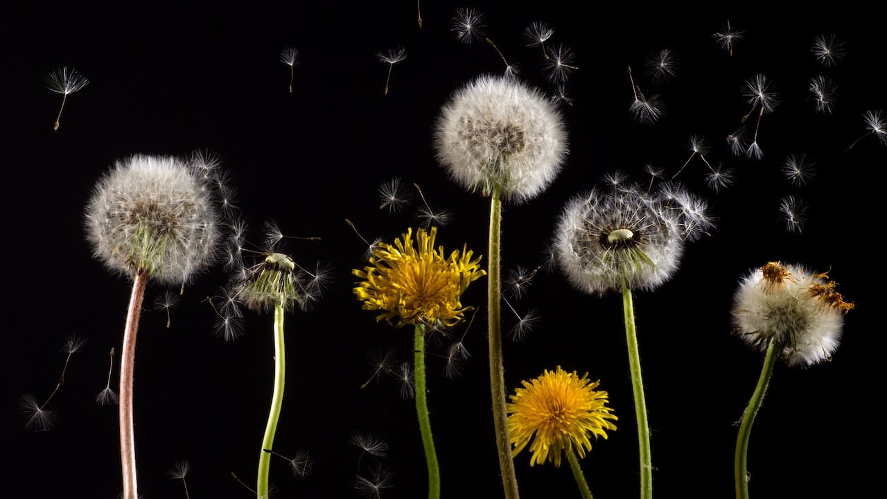 World Health Day 2023: Traditional medicinal flowers, herbs and therapies of Kashmir