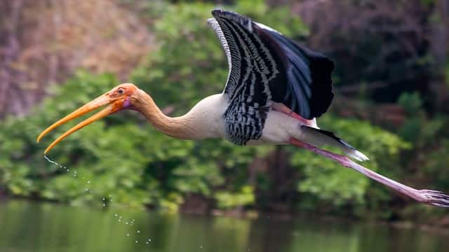 Painted stork at the Ranganathittu Bird Sanctuary in Karnataka. (Photo by See Kay via Unsplash)