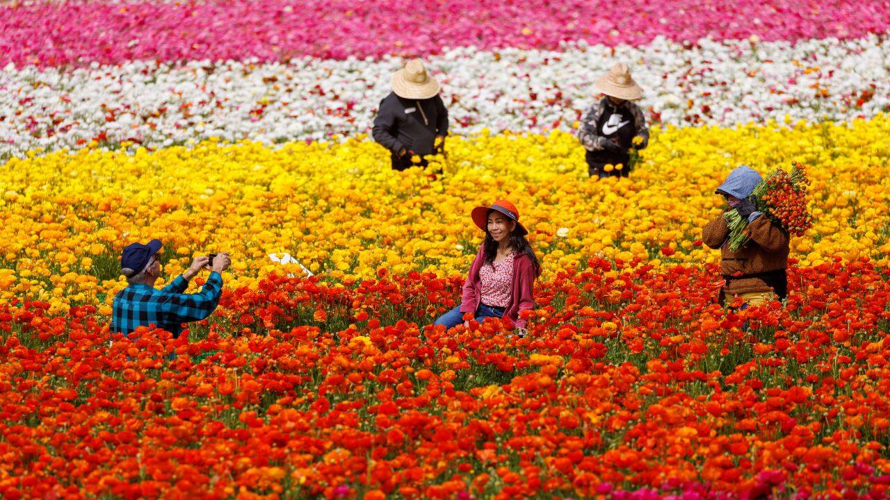 In Pics: Flower fields of Carlsbad