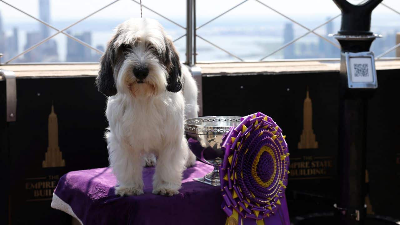 In pictures Buddy Holly wins best in show at the Westminster Dog Show