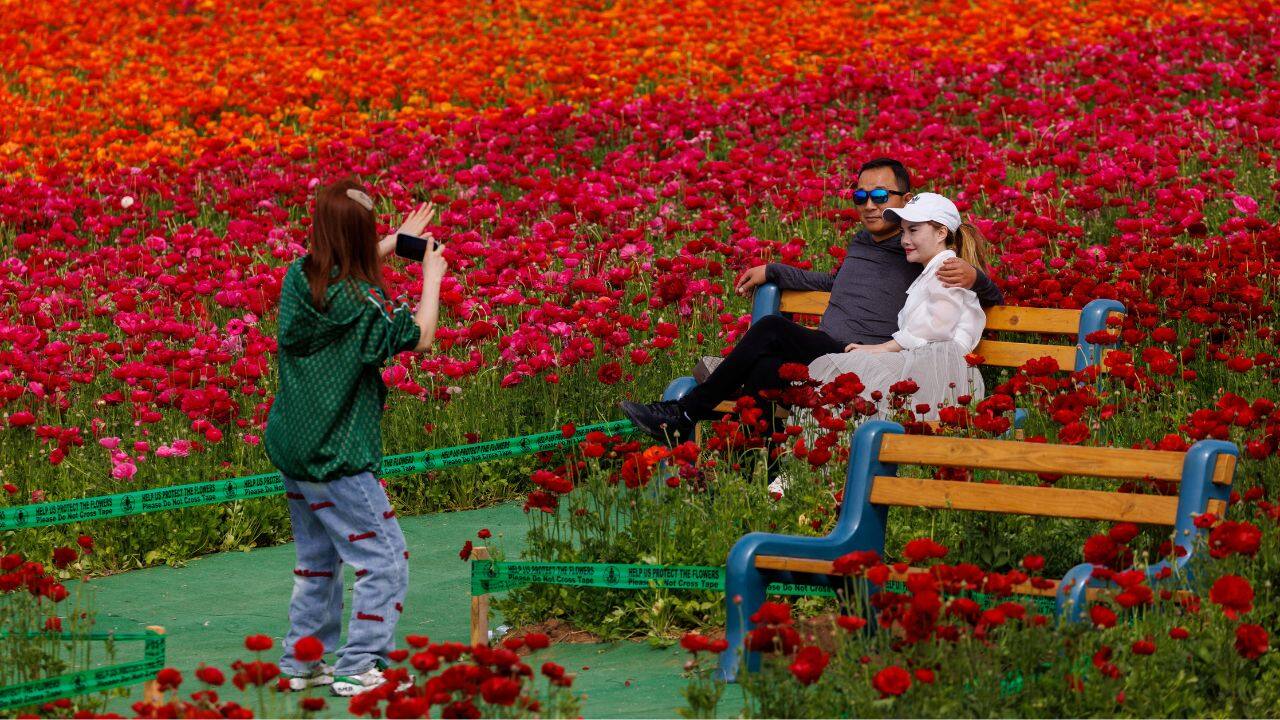 People pose for a picture amid a field of giant Tecolote Ranunculus flowers at the Flower Fields in Carlsbad, California, U.S. (Source: Reuters)