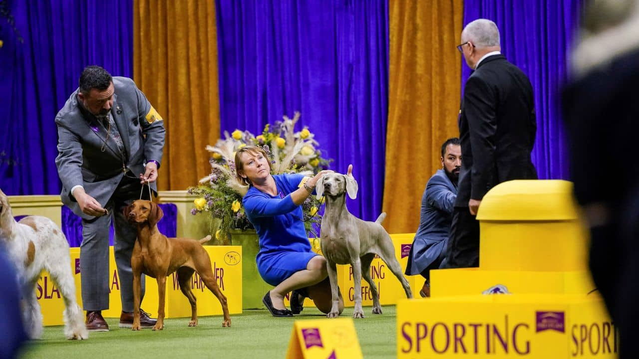 In pictures Buddy Holly wins best in show at the Westminster Dog Show