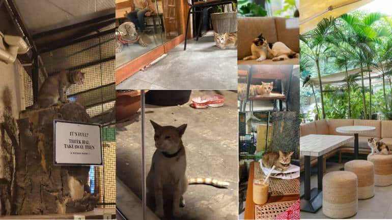 The not-so-secret life of Bandra's café cats - Vimarsana News