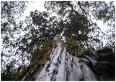 World's 'oldest' tree able to reveal planet's secrets