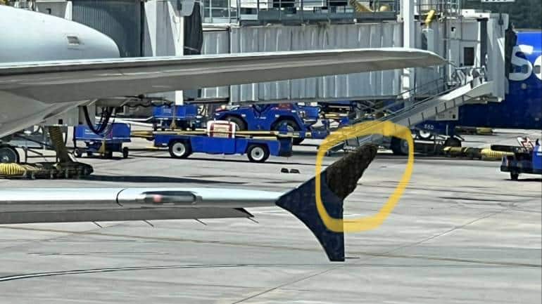 Bees swarm airplane wing, delay flight in bizarre incident - Vimarsana News