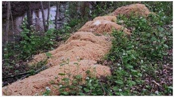 The massive amounts of pasta dumped in New Jersey's Old Bridge Township. (Image: jochnowitzforOBcouncil/Facebook)