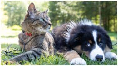 Marketing Musings: Fat cats in India’s booming pet economy