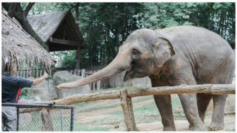 2 killed by tuskers, 4 elephants electrocuted in Andhra Pradesh - Vimarsana News