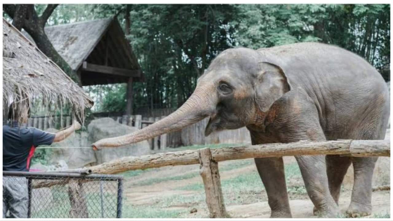 Bengal: Wild elephant harassed by locals chases earthmover, damages watchtower in Damdim Bengal: Wild elephant harassed by locals chases earthmover, damages watchtower in Damdim