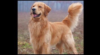 Tucker Budzyn is a social media star and rakes in millions through endorsements and videos. (Image: tuckerbudzyn/Instagram)