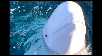 Hvaldimir has suddenly picked up speed and ventured into Swedish waters. (Image: @rheytah/Twitter)