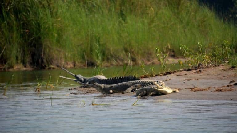 Long weekend plan: Head to the less-visited Katarniaghat Wildlife Sanctuary in UP - Vimarsana News