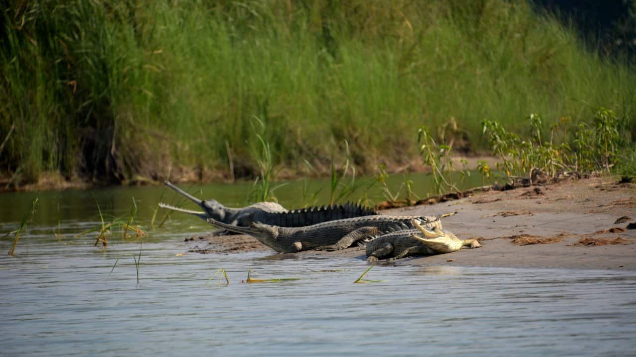Long weekend plan: Head to the less-visited Katarniaghat Wildlife Sanctuary in UP Long weekend plan: Head to the less-visited Katarniaghat Wildlife Sanctuary in UP