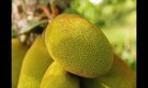 Jackfruit: How the jack of all fruits became the superfood of all