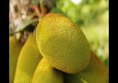 Jackfruit: How the jack of all fruits became the superfood of all