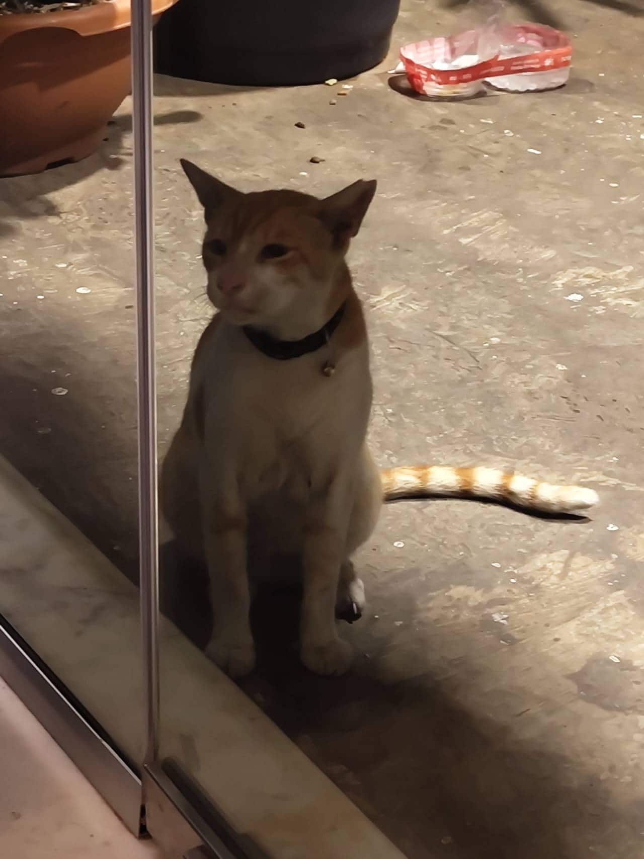 The nameless cat at Javaphile, Bandra, Mumbai.