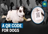 This Mumbai-based engineer develops QR code for stray dogs: How will this help?