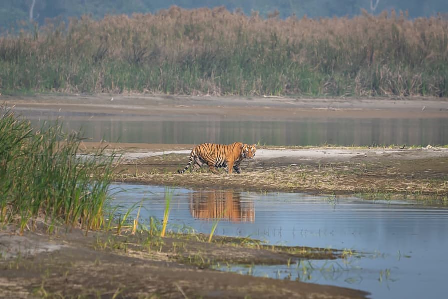 Long weekend plan: Head to the less-visited Katarniaghat Wildlife ...