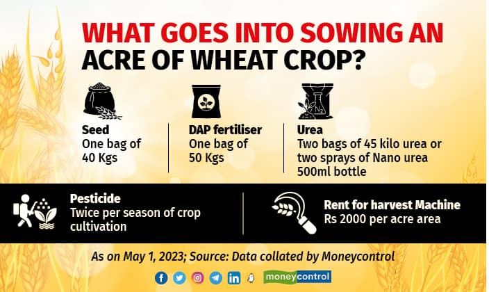What goes into sowing an acre of wheat crop