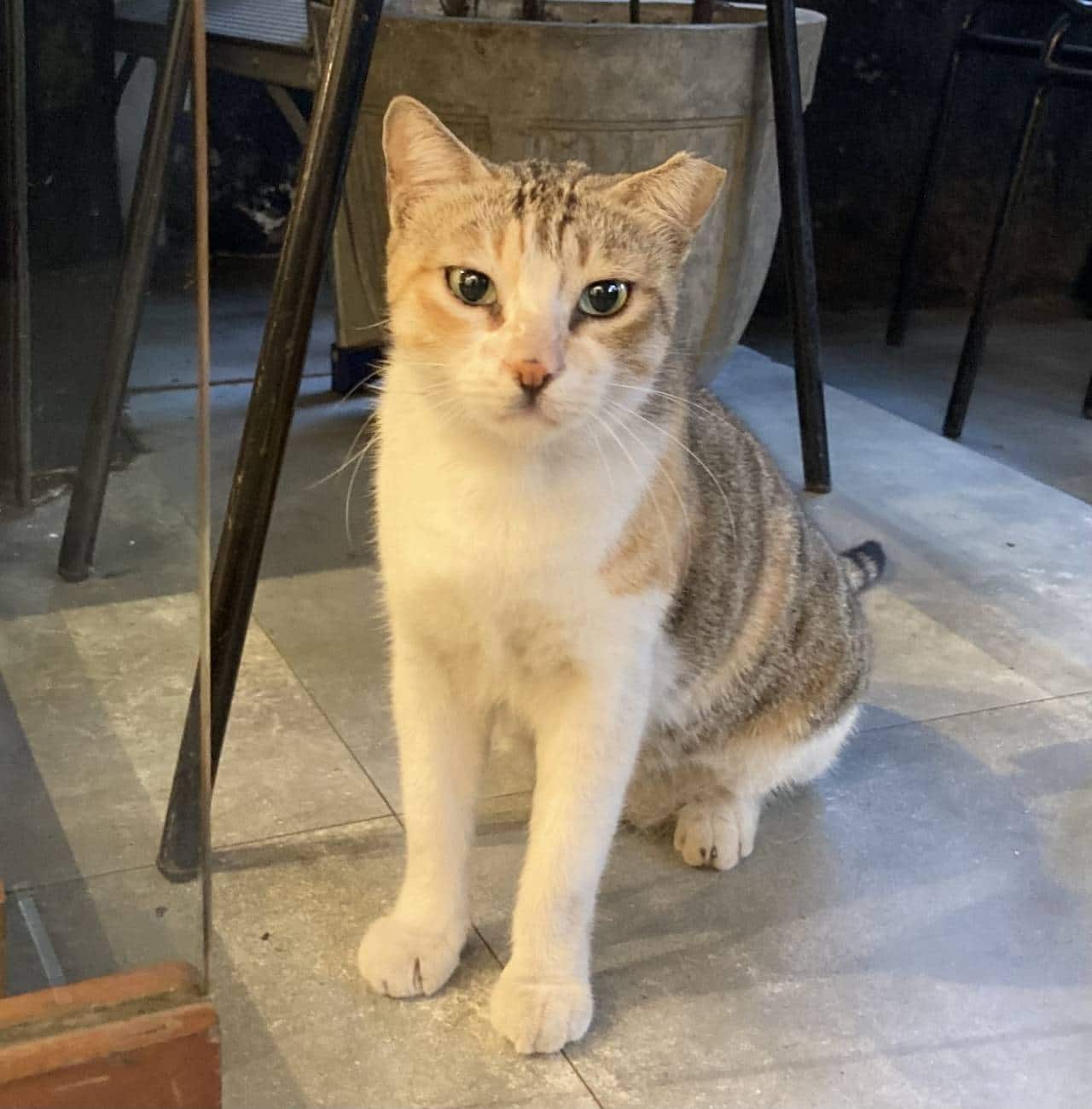 The Not so secret Life Of Bandra s Caf Cats the-not-so-secret-life-of-bandra-s-caf-cats