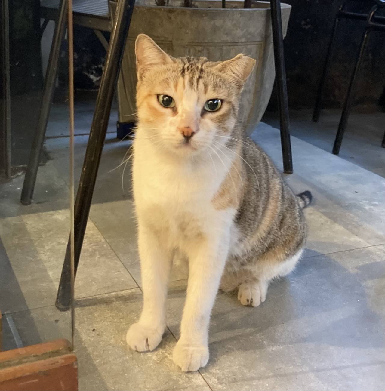 The Not so secret Life Of Bandra s Caf Cats