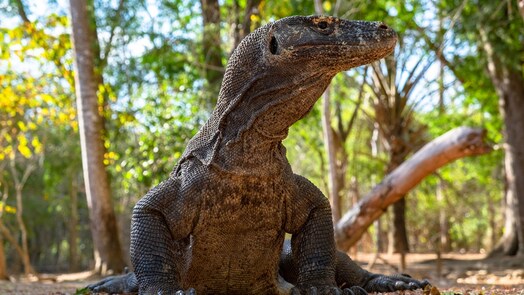 Where to find dragons and 4 more unforgettable holiday experiences