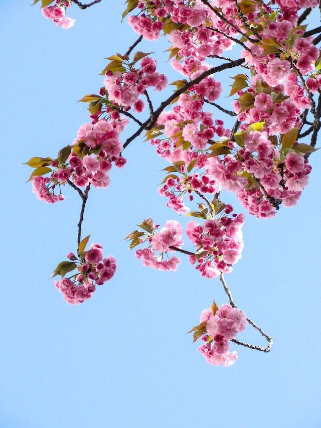 Sakura or cherry blossom trees (Photo by John Mark via Pexels)