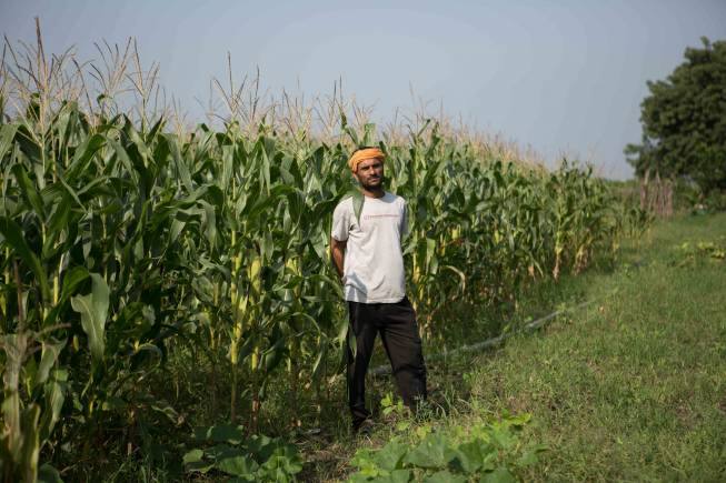 Kharif sowing continues at pace but pulse planting worrisome - Vimarsana News