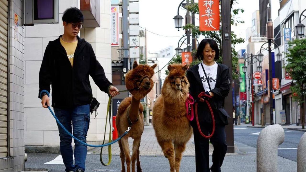 The quiet of early morning streets in one downtown Tokyo neighbourhood is broken by joggers, parents with children in strollers - and a pair of alpacas, out for their daily constitutional walk.