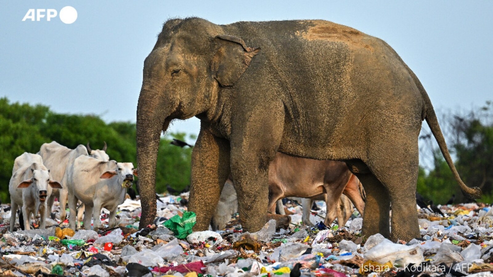 MAS made Sri Lanka's T-20 World Cup Jersey Using Recycled Plastic Waste. 