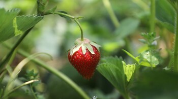 Unseasonal and frequent rainfall can make the berries heavier and cause them to fall to the ground. (Photo by Irfan Amin Malik)