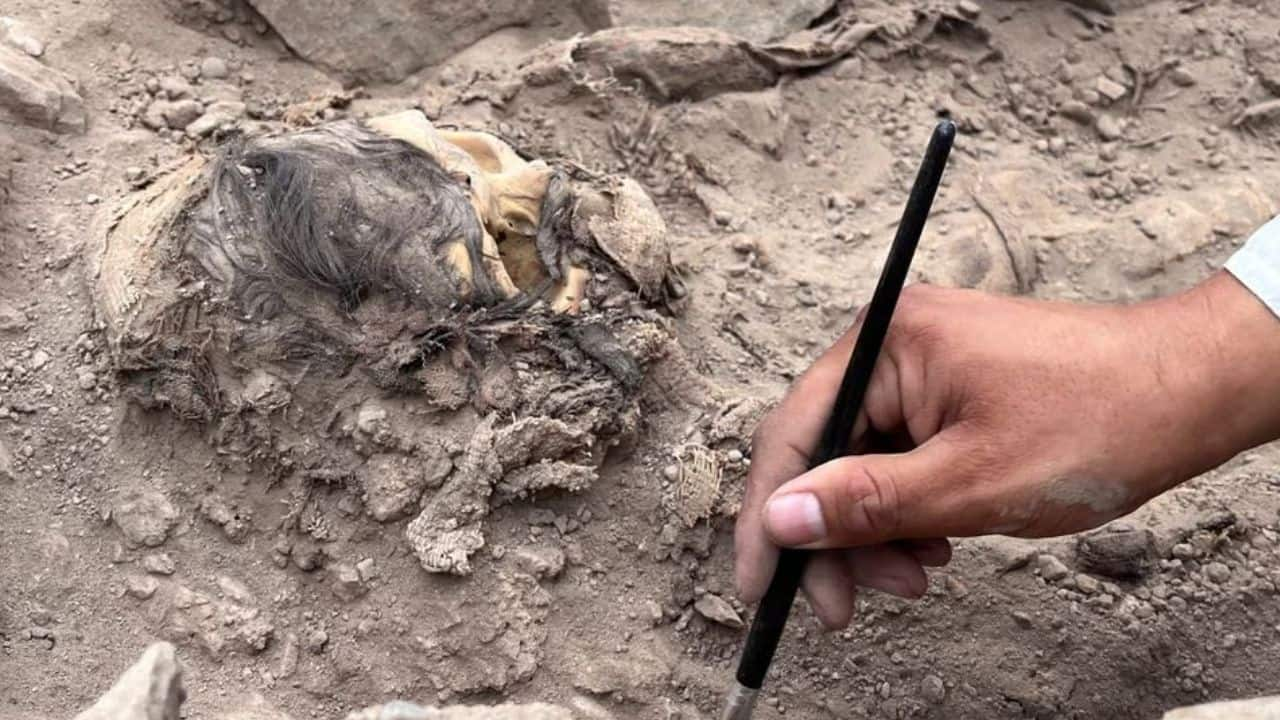 Students from San Marcos University and researchers initially found remains of the mummy's hair and skull in a cotton bundle during excavation, before uncovering the rest of the mummy. (Image: Reuters)