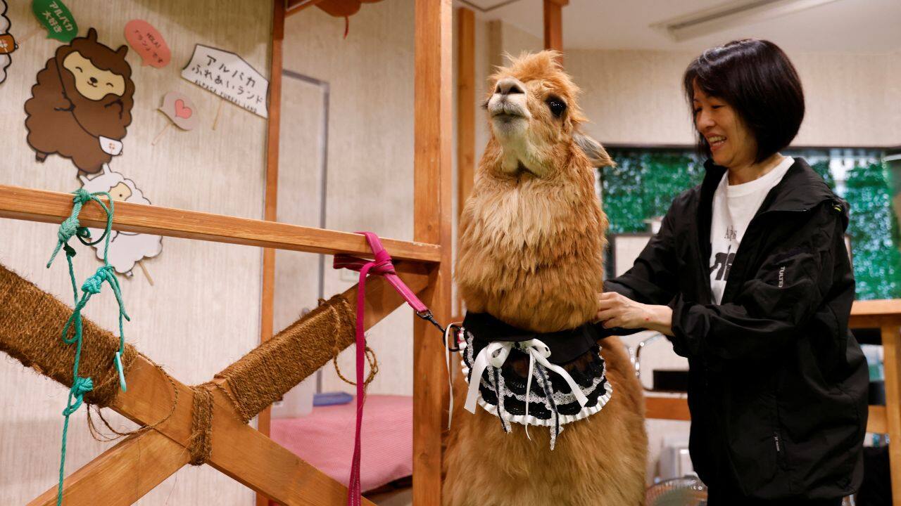 On leads held by their keepers, Akane and Satsuki trot down streets past shops and temples, crop grass in a pocket park and share crosswalks with the occasional pedestrian before heading back to their home at an indoor petting zoo, &quot;Alpaca Land&quot;. (Source: Reuters)