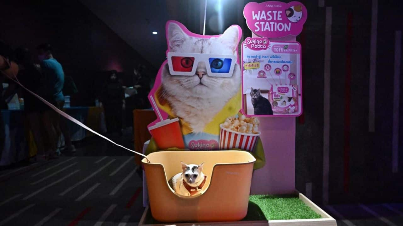 In pics: Paws and popcorn — Thai cinema goes pet-friendly