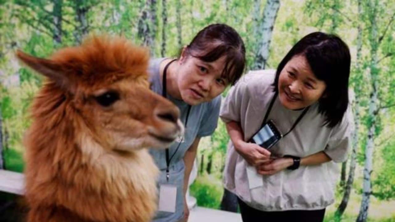 &quot;The alpaca was so fluffy that when I put my face on its back, its fleece covered half of my face and it was so cute,&quot; said visitor Nana Ide. (Source: Reuters)