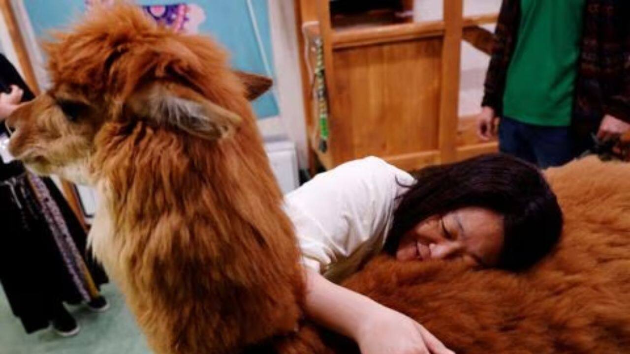 Manager Shinya Ide (no relation) says the secret to the 5-year-old alpacas' appeal is that looking at them is comforting, and petting them even more soothing. (Source: Reuters)