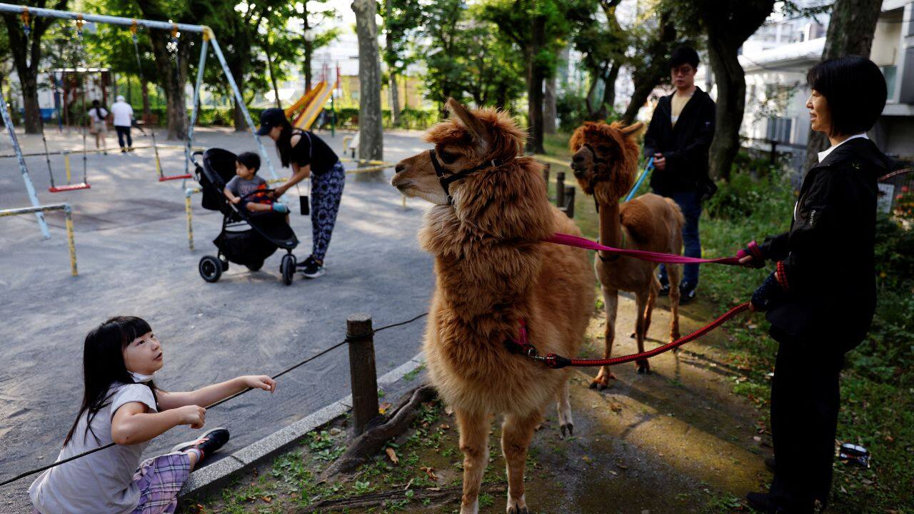 &quot;Alpacas are naturally very nervous and timid animals, so when people approach them, they may spit or run away, making them difficult animals to interact with,&quot; he added. &quot;But these two are trained and have naturally laid-back personalities, so they are accustomed to people now and interact well.&quot; (Source: Reuters)