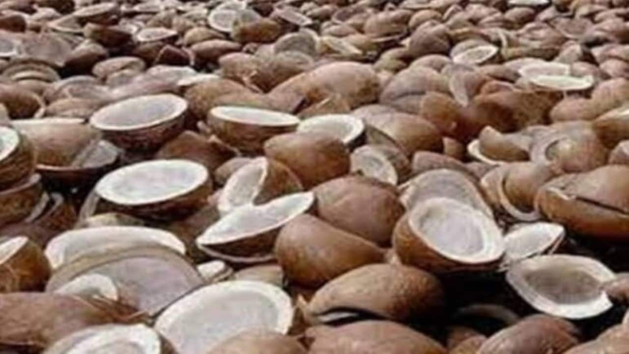 India’s coconut product export growth slows to 9.8% in FY23 on Ukraine war, uncompetitive rates