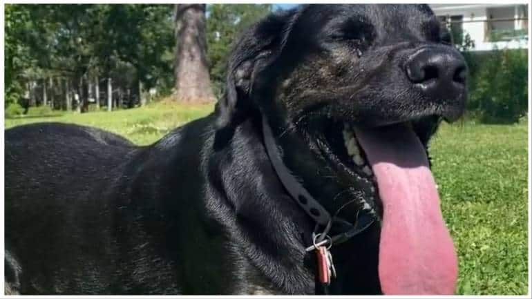 Dog creates new Guinness World Record for having the longest