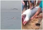 'It's eating his remains': Shark eats man on Egypt coast. Viral video
