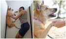 Dog of Indian-origin climber dies weeks after owner reported missing on Mt Everest
