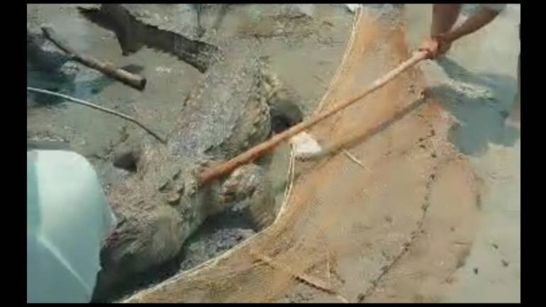 Crocodile pulled out of water, beaten to death by mob after it kills teen in Bihar - Vimarsana News