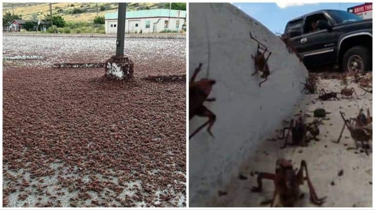 A Us Town Is Swarming With Millions Of Mormon Crickets Covering Roads