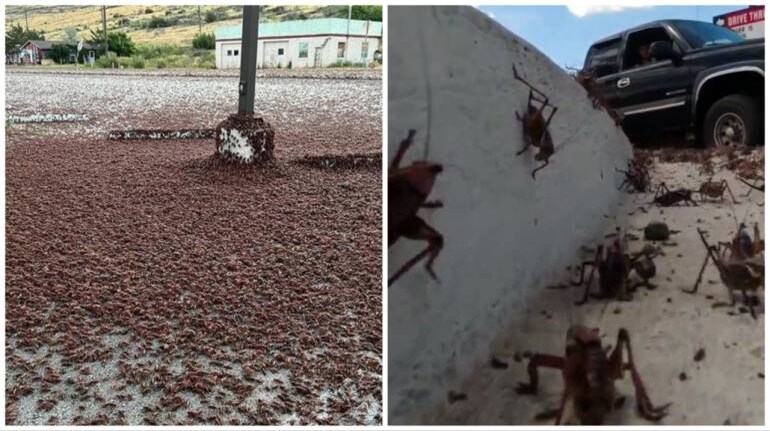 A US town is swarming with millions of Mormon crickets, covering roads