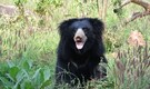 Karnataka woman saves husband, brother from bear attack